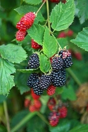 Triple Crown Blackberry Seeds